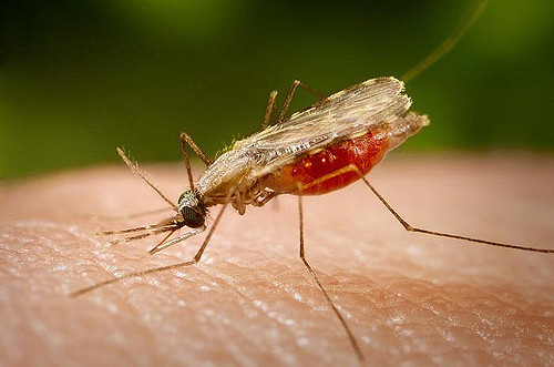 Malaria noch nicht besiegt